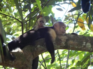 Mother and baby at Manuel Antonio